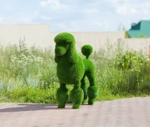 Топиари &quot;Пудель&quot;