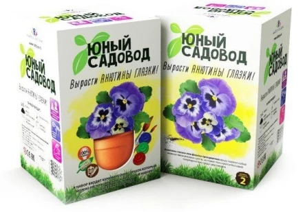 Юный садовод. Вырасти анютины глазки, фото 1