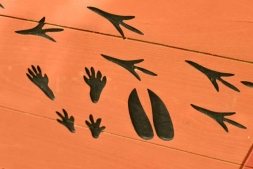 Природные парки: Следы, фото 2