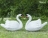 Топиари композиция Лебеди белые Модель 2 - газон Eco
