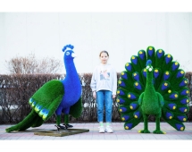 Топиари павлин Григориан, h=155 см - газон Eco