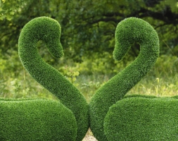 Топиари лебедь Кристи - газон Eco, фото 4