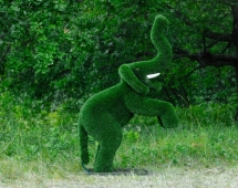 Топиари Слоник на дыбах газон Premium