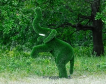 Топиари Слоник на дыбах газон Premium