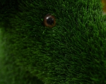 Топиари Собака Бультерьер - газон Eco