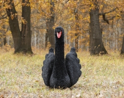 Топиари  2 лебедя черных Блэк - газон Eco , фото 4